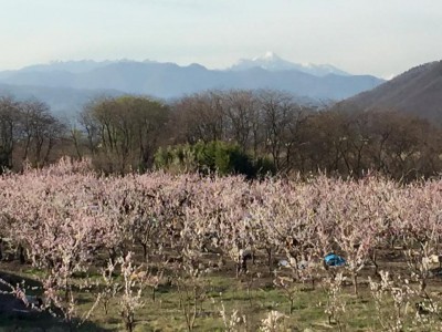 Apricot Blossoms along the Chikuma River with snow-covered Mt. Takatsuma in the background