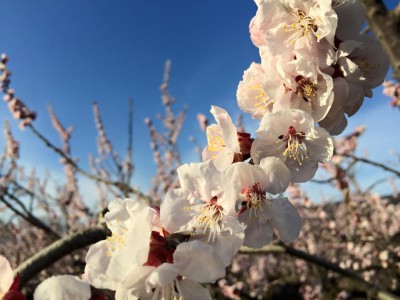 Apricot Blossoms in Togura-Kamiyamada Onsen, 2015.4.02