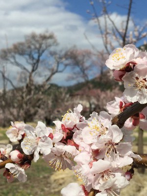 森「あんずの里」の花が満開 2015.4.03
