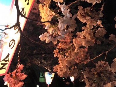 戸倉上山田温泉・中央公園の夜桜 Yozakura (Cherry Blossoms Lit Up at Night), Togura-Kamiyamada.
