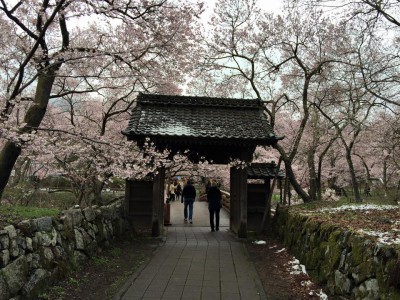高遠城の桜 Takato Castle CherryBlossoms 2015.4.08